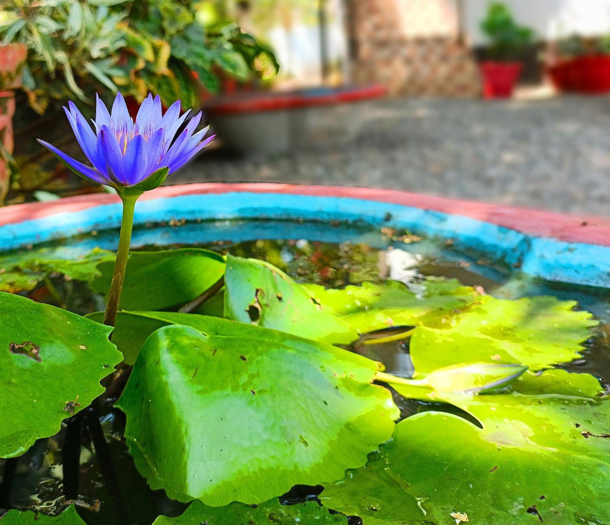Alma Homestay Mararikulam Dış mekan fotoğraf