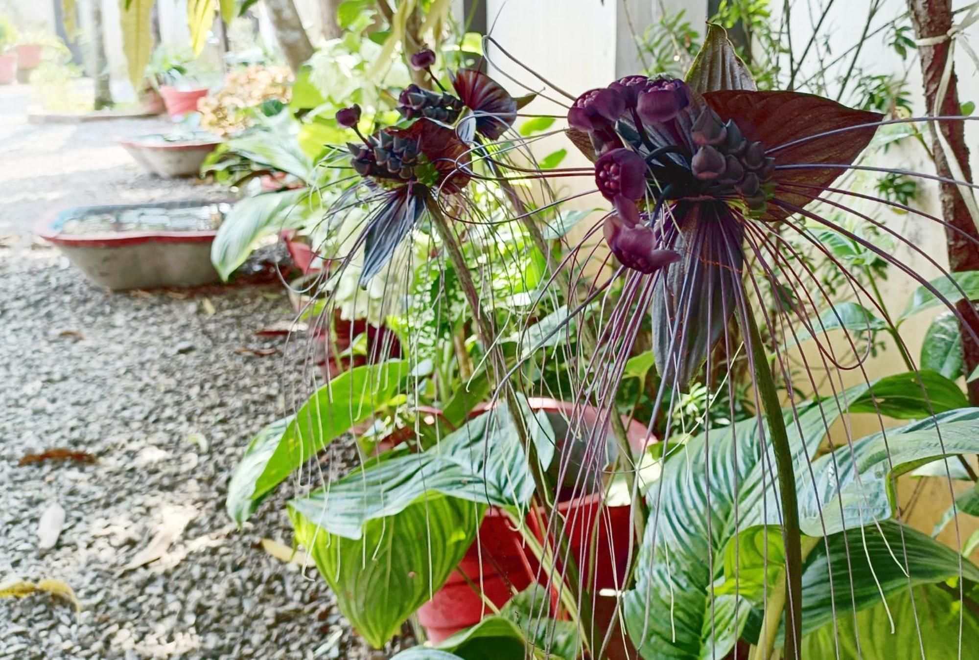 Alma Homestay Mararikulam Dış mekan fotoğraf